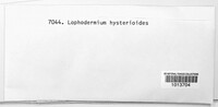 Lophodermium foliicola image
